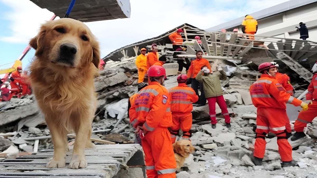 Les chiens sont-ils capables de prédire les tremblements de terre ? Des scientifiques répondent