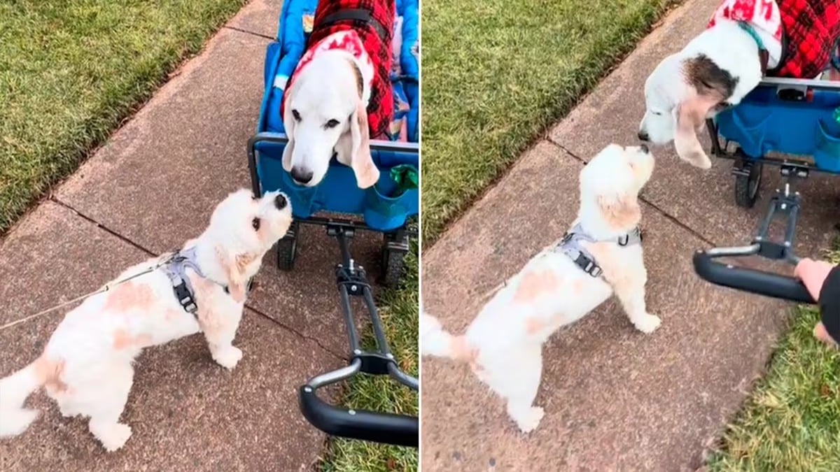 Ces 2 chiens âgés prouvent que l'amitié n'a pas d'âge