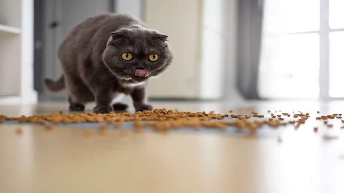 La raison pour laquelle certains chats demandent à leurs maîtres de les regarder manger