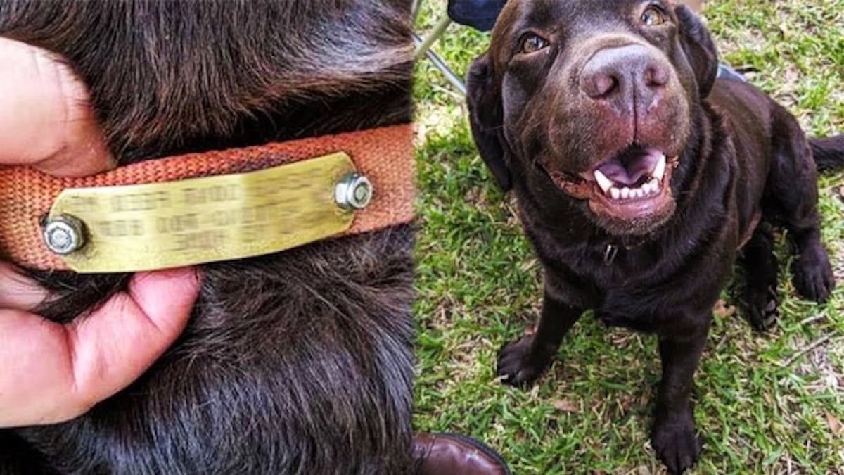 Ils donnent à manger à un chien errant jusqu’au jour où ils lisent l’étiquette sur son collier