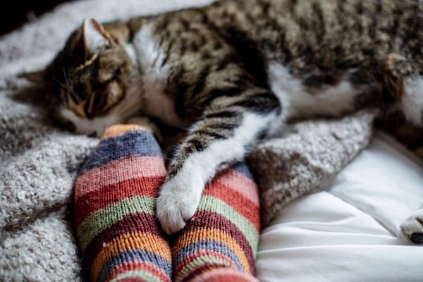 Certains chats adorent dormir sur les jambes de leur propriétaire, voici la raison