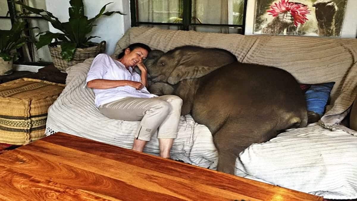 Elle sauve la vie d’un éléphanteau de la noyade, sa vie prend un tournant inattendu