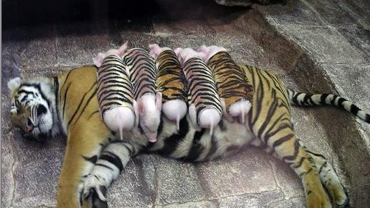 Cette tigresse qui a perdu ses petits rencontre des petits porcelets et les adopte