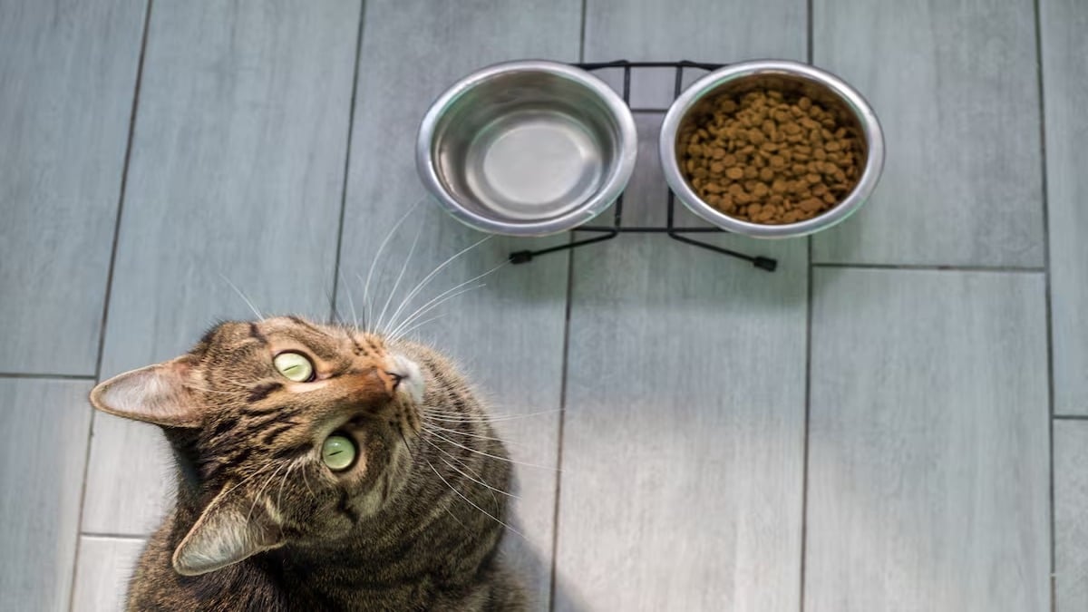 4 astuces pour faire manger un chat qui refuse toute nourriture