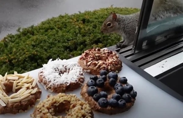 Elle cuisine des « doughNUTS » pour les écureuils, leurs réactions émouvantes