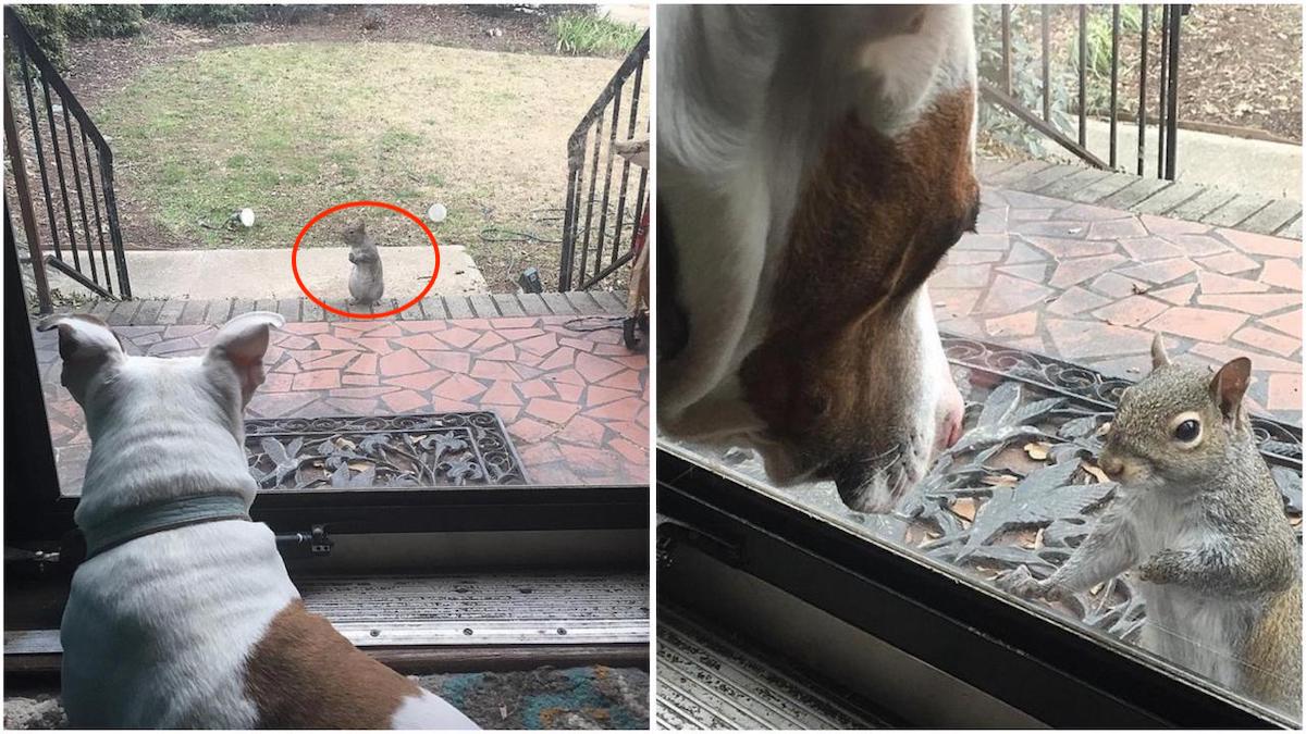 L'écureuil vient à leur fenêtre tous les jours, 9 ans plus tard, ils comprennent pourquoi
