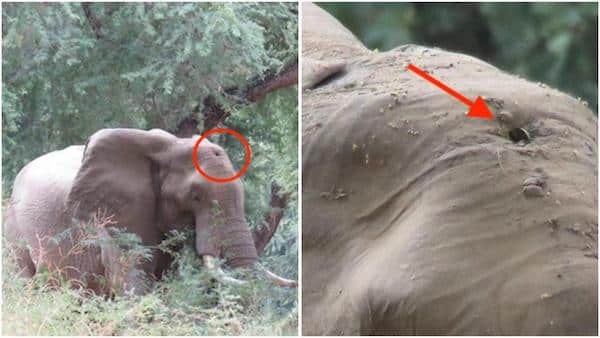 L'éléphant fait tout pour capter son attention, puis les vétérinaires découvrent l’impensable