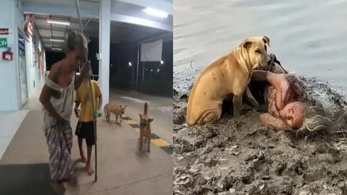 Une mamie aveugle s’évanouit au bord d’une rivière, 2 chiens errants font un acte héroïque