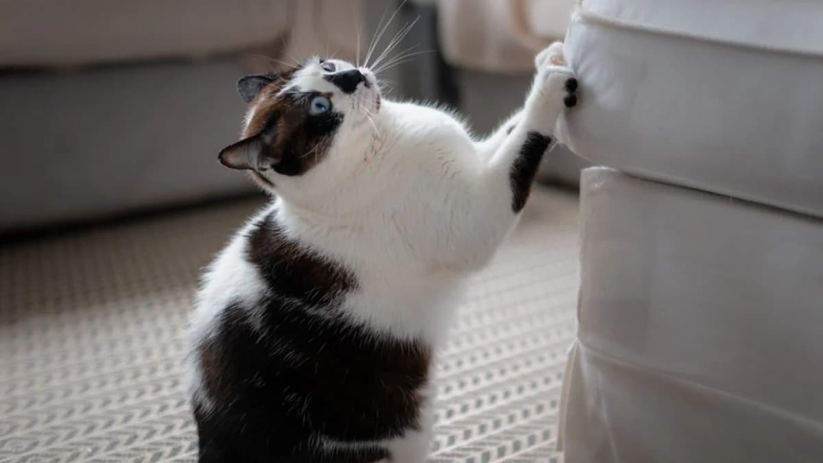 L’astuce infaillible pour que les chats ne fassent plus jamais leurs griffes sur votre canapé