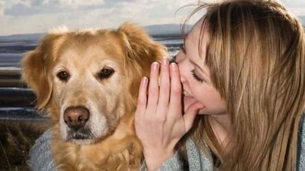 Ce que comprennent réellement les chiens quand vous leur parlez, selon cette étude