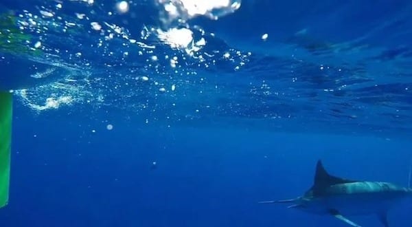 Seul en mer, un requin traque ce plongeur : il filme la scène qui est digne des "Dents de la mer"