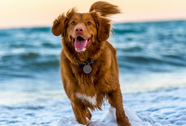 Ces mots que les chiens adorent entendre et qui les rendent heureux selon des experts