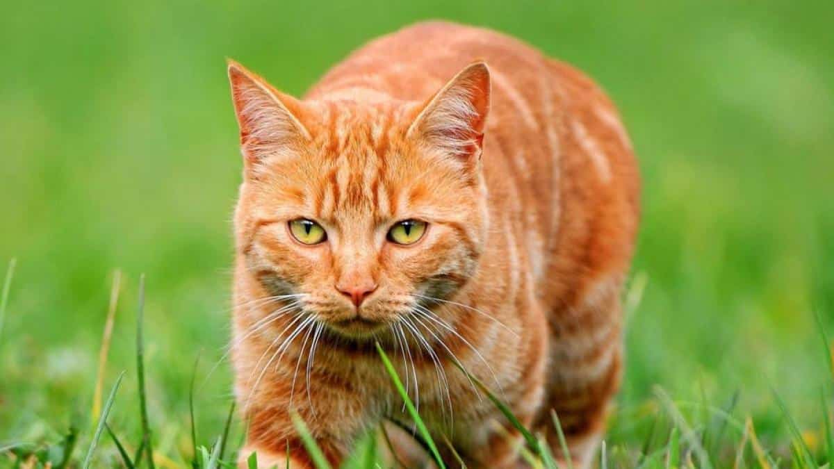 Voici pourquoi les chats roux sont totalement différents des autres