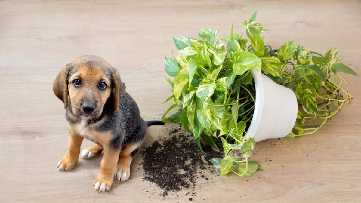 10 plantes toxiques ce printemps pour les chiens et les chats, faites très attention
