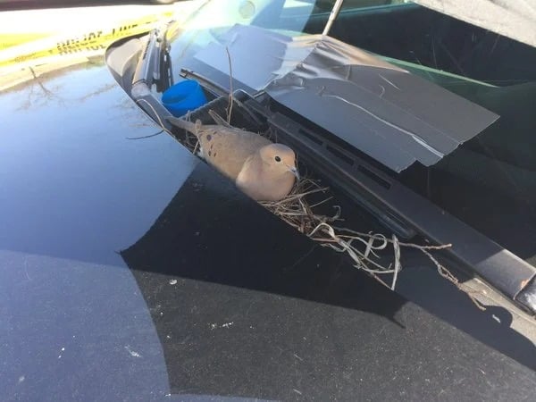 2 policiers découvrent le nid d’un oiseau sur leur véhicule, leur geste sidère tout le monde