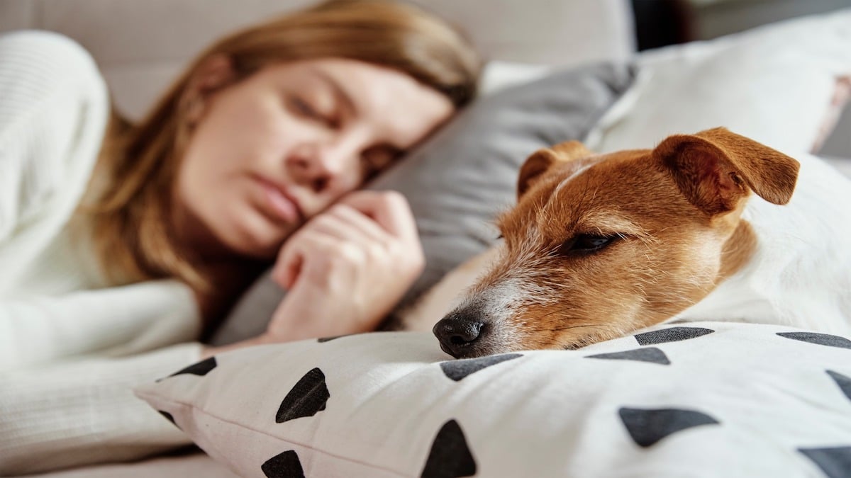 Voici ce qui arrive à votre organisme si vous dormez avec votre chien, peu de gens le savent