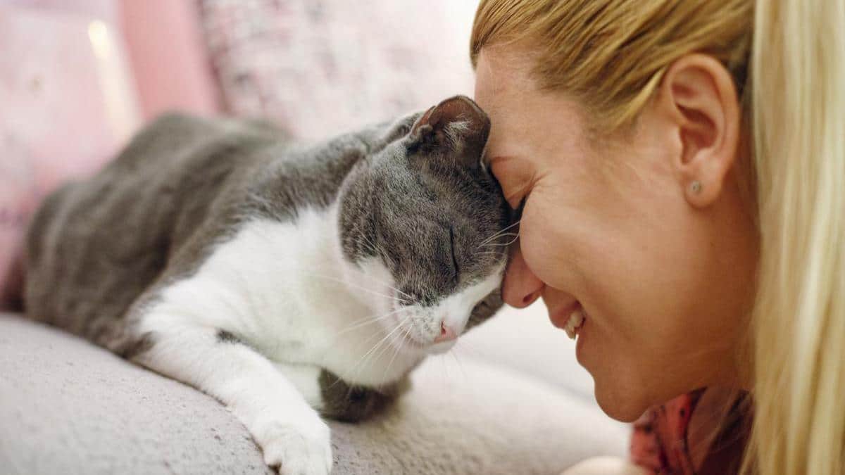 Les chats peuvent-ils souffrir de diabète ? Comment prévenir et lutter contre cette maladie