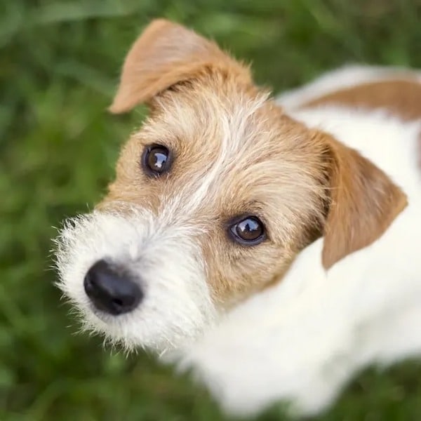 5 raisons pour lesquelles un chien regarde une personne directement dans les yeux
