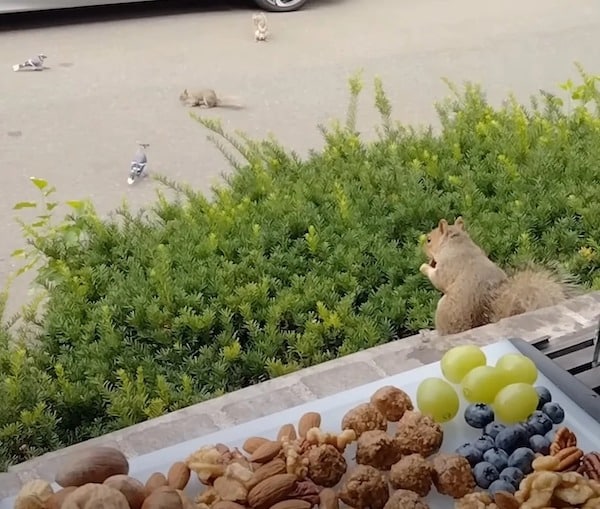 L'écureuil vient voir cette femme tous les jours, elle lui fait une planche de fruits secs et biscuits