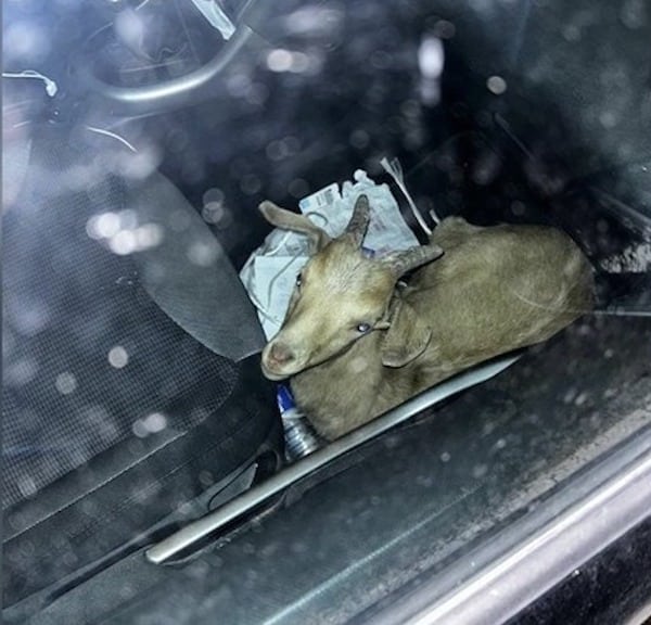 Une chèvre sur le siège passager d'une voiture surprend les gendarmes
