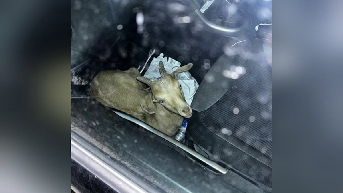 Une chèvre sur le siège passager d'une voiture surprend les gendarmes