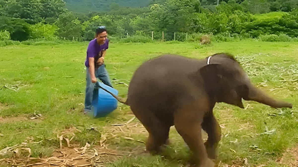 Un éléphanteau de 6 mois est hilare, des images incroyables