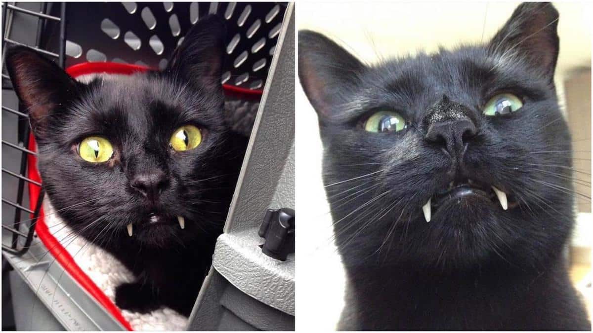 Elle adopte un chaton : quand il grandit, il se transforme en vampire, incroyable