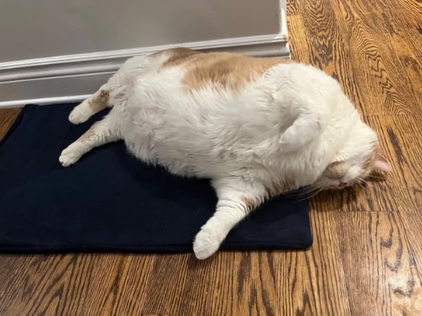 Ce chat obèse pèse 20 kilos et il faut 2 personnes pour le porter, il est impressionnant
