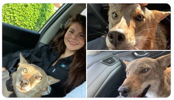 Elle sauve un chien blessé et l’amène chez le vétérinaire, il lui fait une annonce inédite