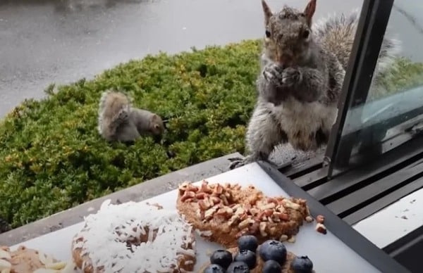 Elle cuisine des « doughNUTS » pour les écureuils, leurs réactions émouvantes