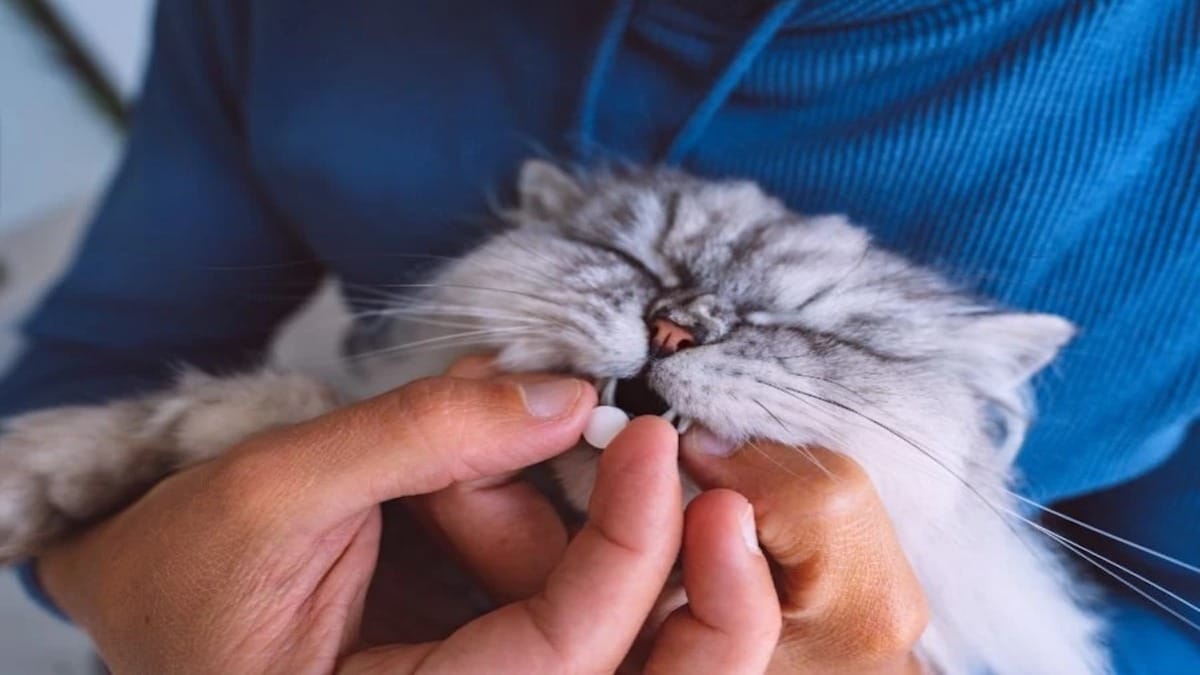 6 astuces magiques pour donner facilement un médicament à votre chat