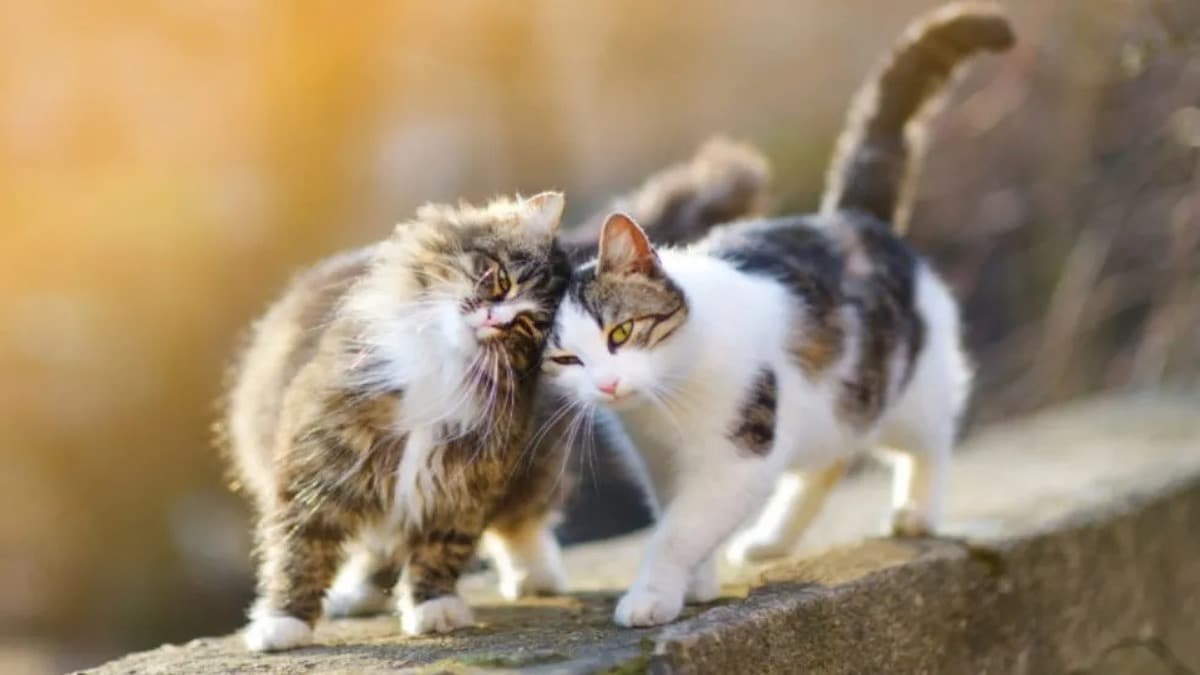 5 façons dont les chats s’excusent, vous allez être surpris