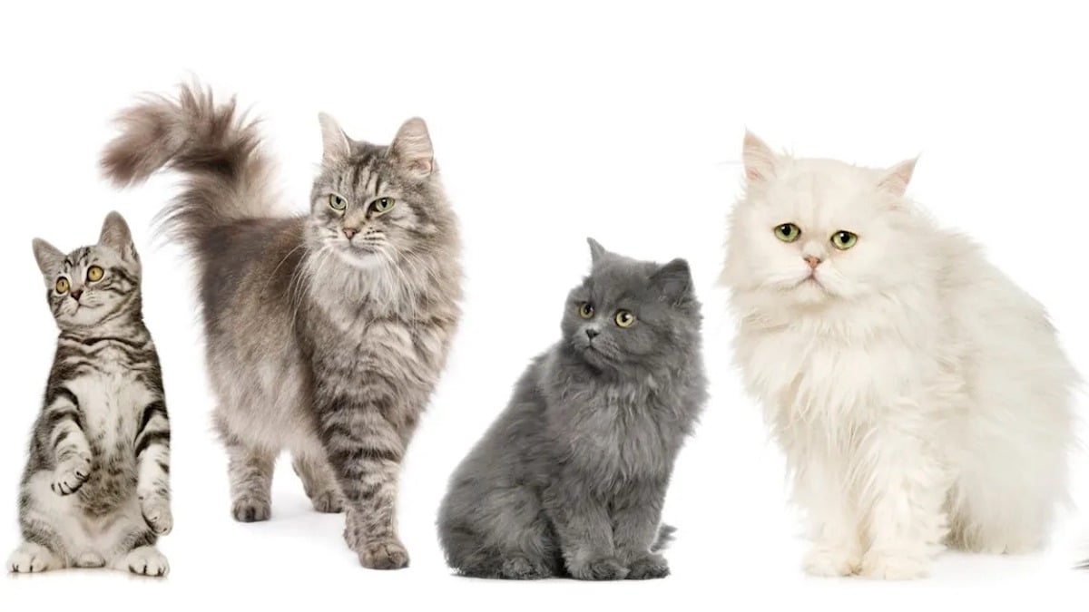 Top 7 des races de chats qui vivent le plus longtemps