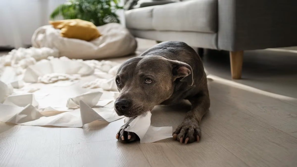 Les races de chiens qui conviennent le mieux aux appartements et celles qu'il vaut mieux éviter