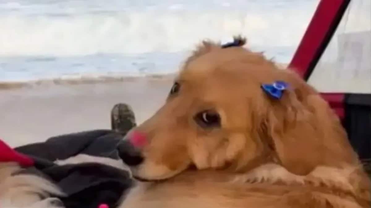 Cette chienne paraplégique découvre la mer pour la 1re fois, sa réaction émouvante