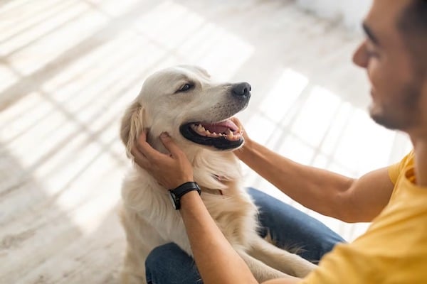 Voici les meilleures races de chiens de thérapie et leurs caractéristiques