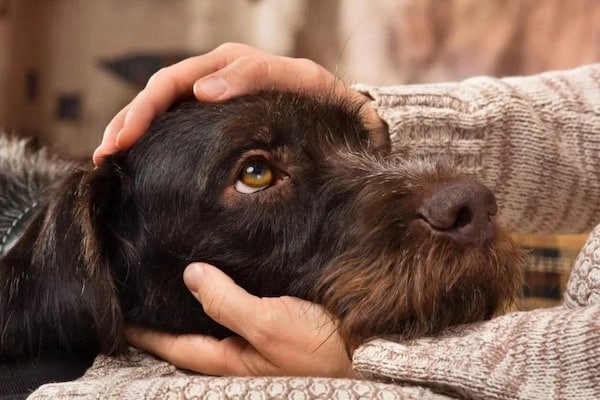 Les chiens peuvent-ils percevoir les symptômes de la dépression et de l'anxiété ?