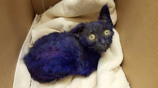 Ce chaton violet a vécu une terrible épreuve, un miracle va se produire
