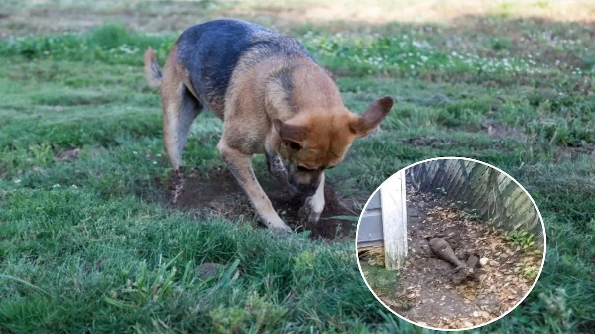 Le chien fait une découverte incroyable dans le jardin, la police doit évacuer le quartier en urgence