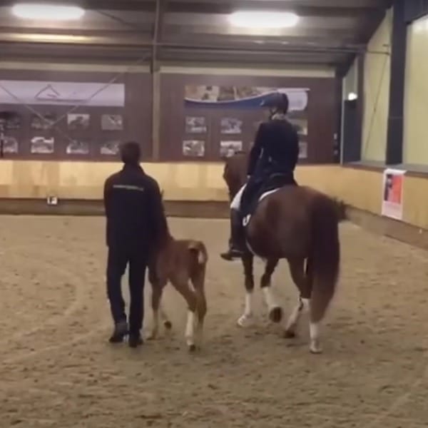Ce cheval montre fièrement la danse qu'il a apprise, mais un poulain lui vole la vedette