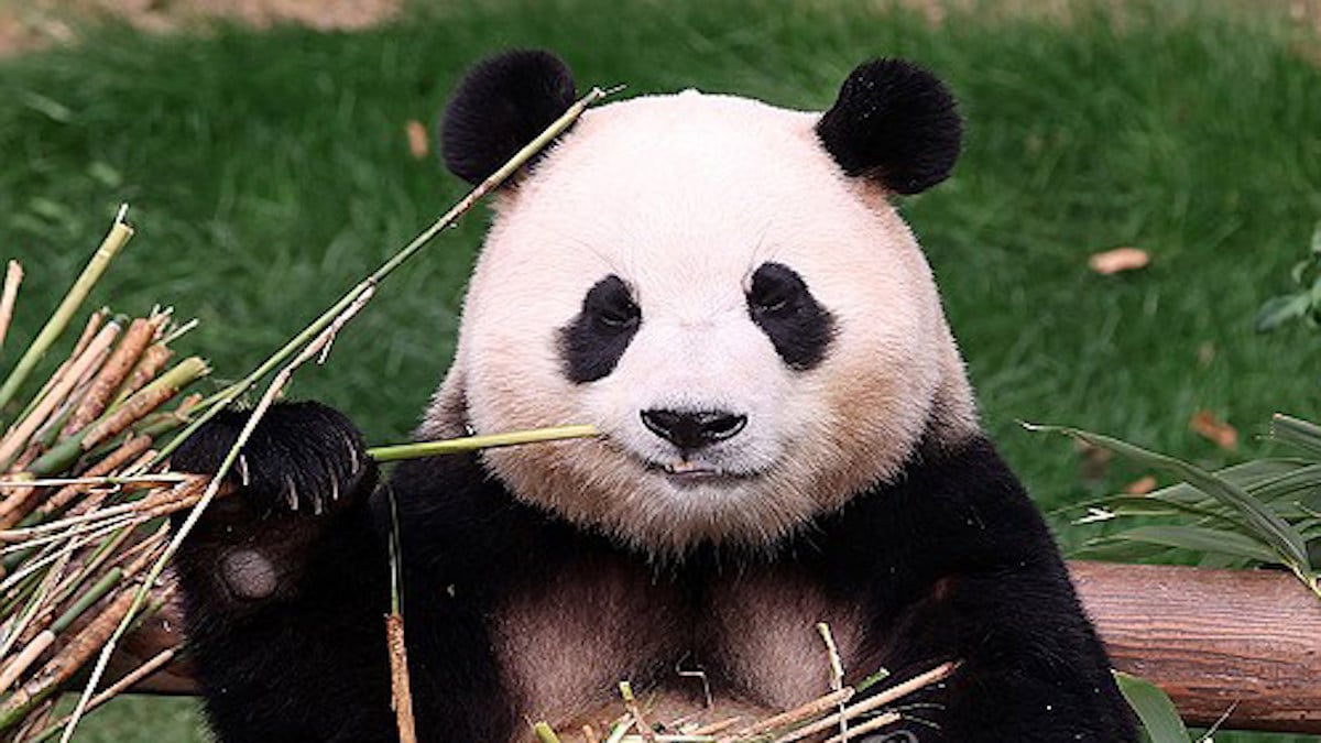 Un gardien de zoo fait des adieux bouleversants au panda qu’il a élevé depuis qu’il est né