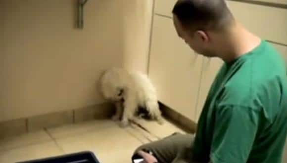 Un chien terrifié doit être euthanasié : sa réaction incroyable lorsqu'il réalise qu'il a été sauvé