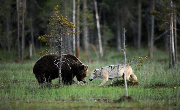 Cette amitié entre un ours et un loup est incroyable, ces rares photos inédites