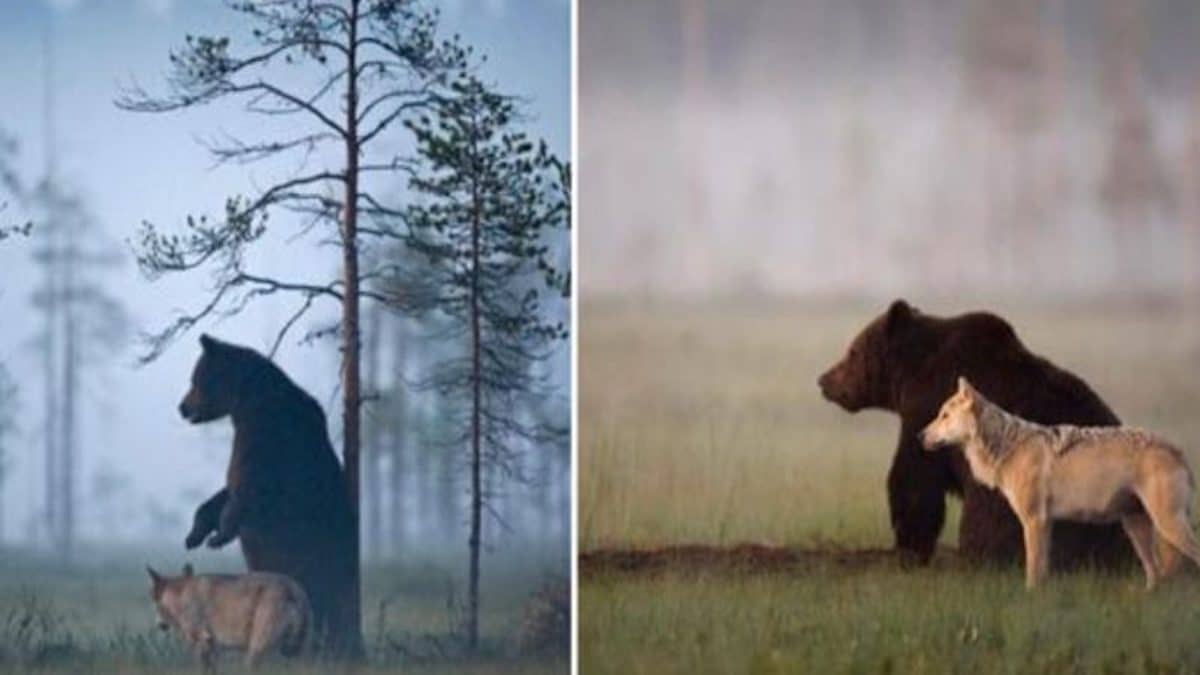 Cette amitié entre un ours et un loup est incroyable, ces rares photos inédites