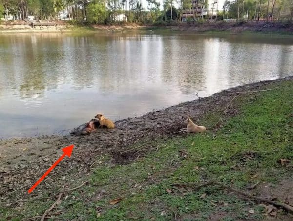 Une mamie aveugle s’évanouit au bord d’une rivière, 2 chiens errants font un acte héroïque
