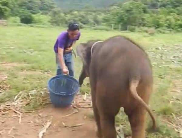 Un éléphanteau de 6 mois est hilare, des images incroyables
