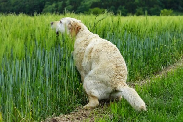 La constipation chez les chiens : les symptômes, dangers et les traitements