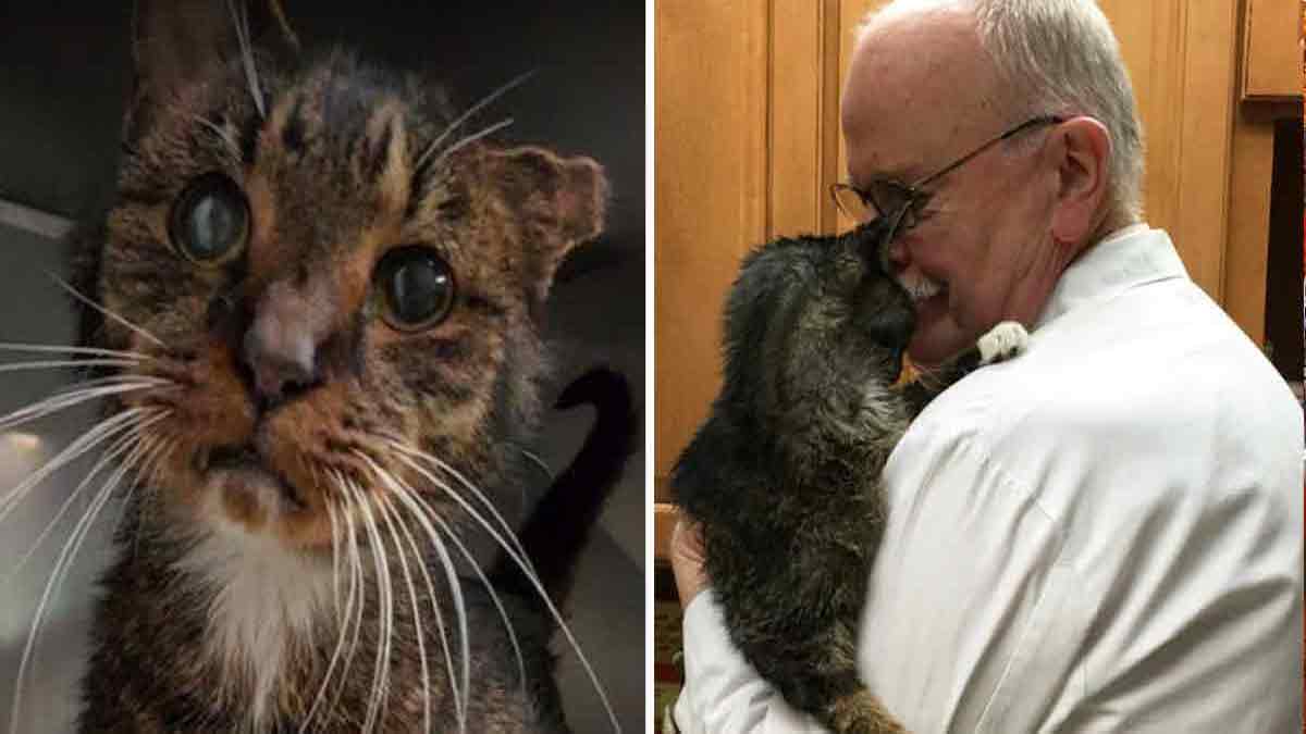 Une chatte de 15 ans reçoit le 1er câlin de sa vie, sa réaction déchirante