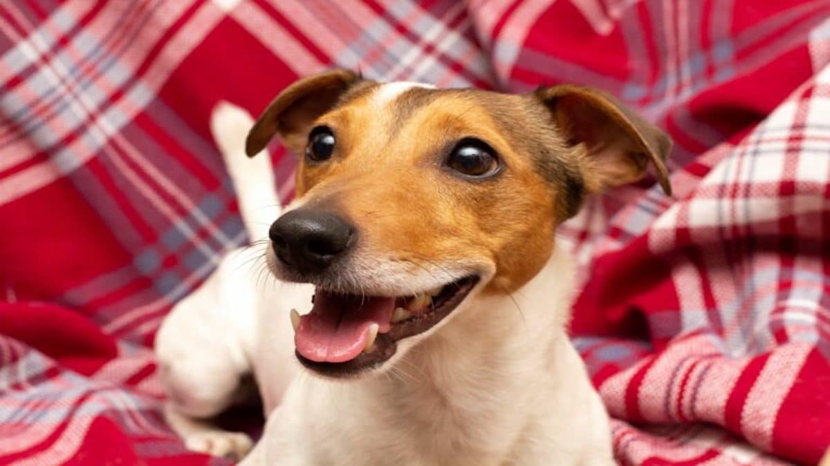 Tout savoir sur le hoquet chez les chiens : les causes et traitements possibles
