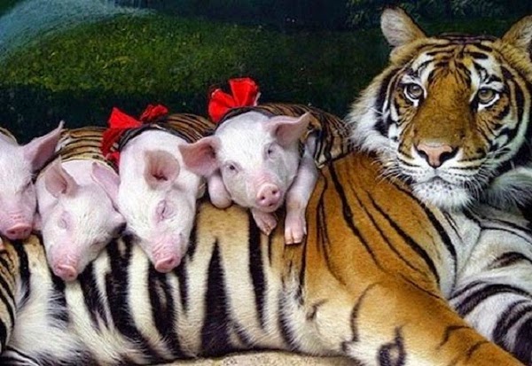 Cette tigresse qui a perdu ses petits rencontre des petits porcelets et les adopte